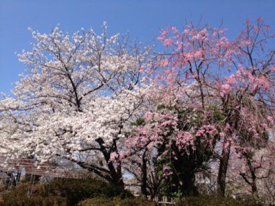福岡市西区の赤帽急送便は赤帽福岡マンサナ・ツー運送、(桜の季節)
