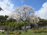 豊田市　大安寺しだれ桜　　満開です
