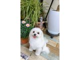 はっさくくん