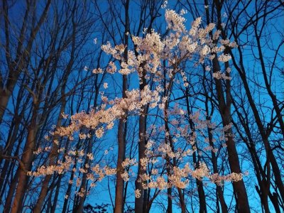 夜桜