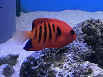 マーシャル
