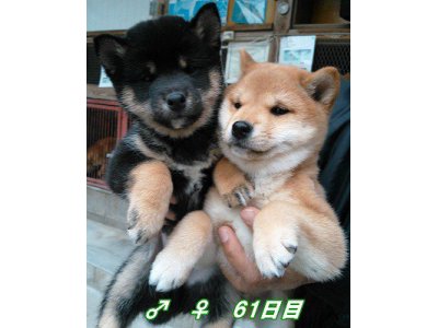 今日は暦では、大寒でしたが、思ったほどのは、寒く無かったですね。