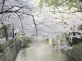 さくらも見納め
