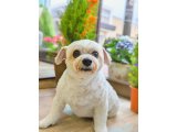 クーくん