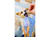 こむぎくん