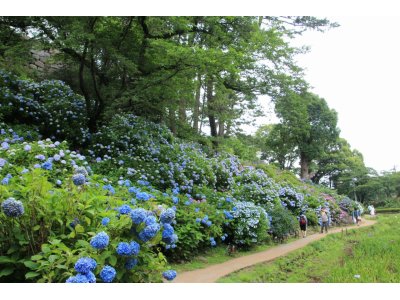 小田原城のアジサイ