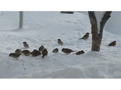 大雪の影響