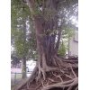 ＜小さな小さな、中野木・八坂神社　中野木公園の不思議＞　②