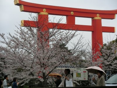 京の桜情景写真特集（DUKEのいちおし写真）