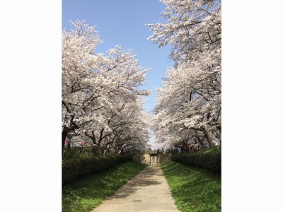 第８８回幸手桜祭り