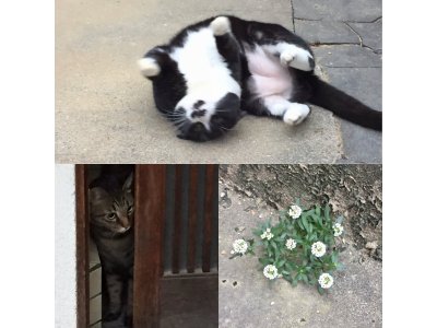 おはようございます。きょうも楽しい笑顔でよろしくお願いいたします。