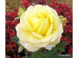 平良幸春花の写真集　自宅の庭で奇麗に咲く薔薇の花