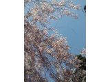 葉桜の頃となりました。