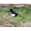 11/19【かちがらす（カササギ）】…発見。