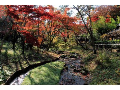 横浜・三渓園の紅葉