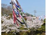 諏訪の桜開花予想が発表されました！！