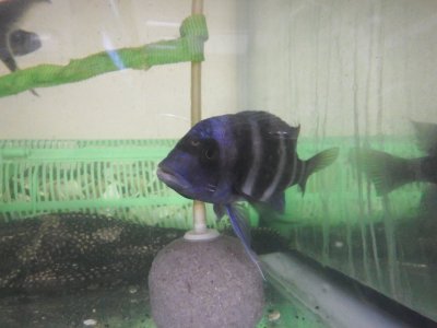 最新入荷魚