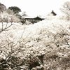 東福寺◎雪景色