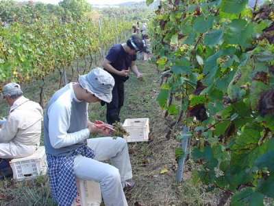 「高級ワイン用葡萄の収穫体験旅行」は以外にハマる満足度高の旅行です（過去参加者弁）