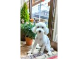ピースちゃん