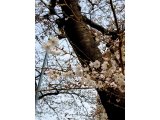 たまプラーザ桜フェスティバル、3/31まで！
