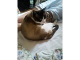 実家の猫さん