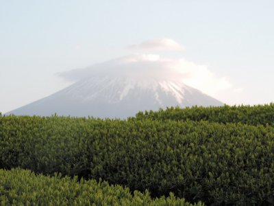 お茶の葉が綺麗です