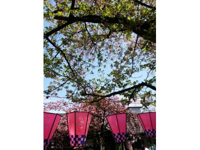 櫻宮神社の櫻花祭