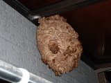 蜂の巣が有りました。