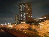 大川沿いの夜桜見物