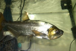 観賞魚 熱帯魚販売 小島商会の日記