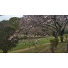 唐沢ゴルフ倶楽部三好コースは八重桜がどんどん咲き始めています！！