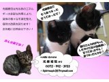 光療術院(ひかりりょうじゅついん)にゃんこ劇場 しもやけも大丈夫
