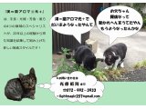 光療術院(ひかりりょうじゅついん)にゃんこ劇場