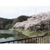 鎌北湖の満開桜だ～～