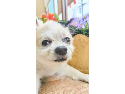 だいちくん