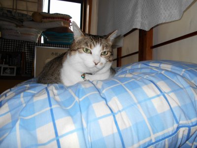 メジャークライシスは順調に面白いが・・・