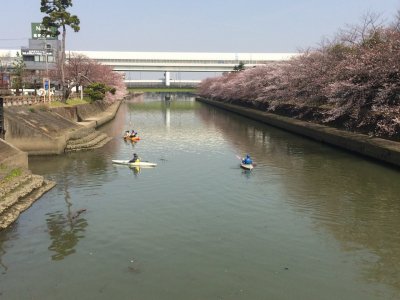 綾瀬川で浮遊ゴミすくい。
