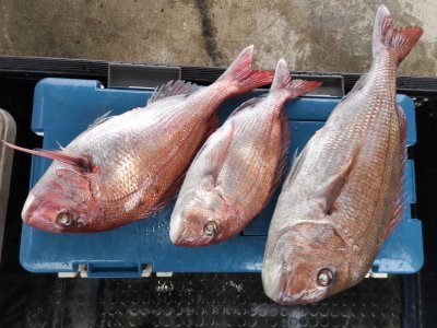 鯛の釣果
