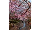 桜満開