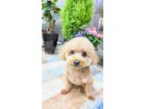 ププくん