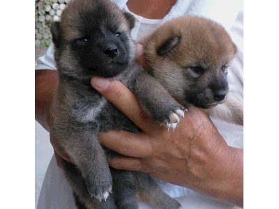 6月25日産まれの、市丸姫の子犬達のご紹介です