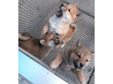 この寒さで、又あかぎれができました。