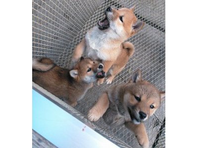 この寒さで、又あかぎれができました。
