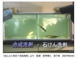 合成洗剤と石けんとの違いを魚のアジで実験