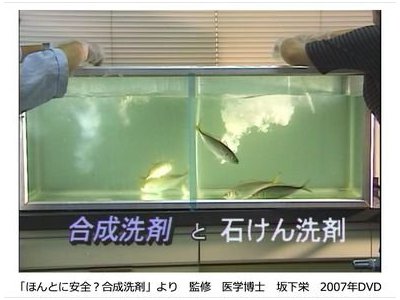 合成洗剤と石けんとの違いを魚のアジで実験