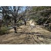 足利公園の桜の様子