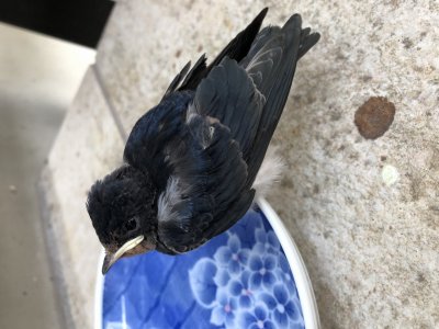 更新遅くなりましたが、本日もしっかり営業いたします