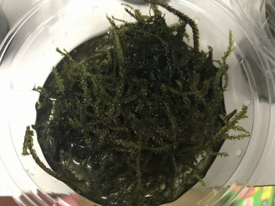 コケ
