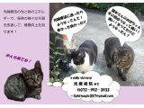 光療術院(ひかりりょうじゅついん)にゃんこ劇場
